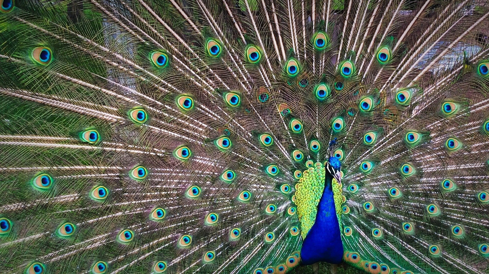 peacock-1246843_1920